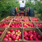 Klims-Orchard-Farm-in-Pennsylvania