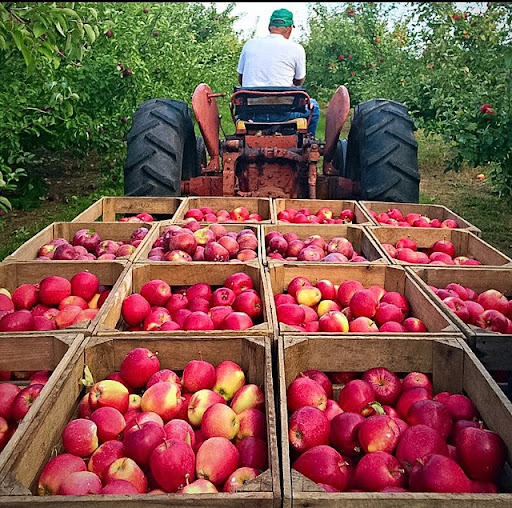 Klims-Orchard-Farm-in-Pennsylvania