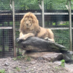 Claws N Paws Wild Animal Park Zoo in Lake Ariel Pennsylvania