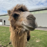 Safari Farm Petting Zoo And Sanctuary Nature Preserve in Lake Ariel Pennsylvania